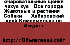 очаровательные щенки чихуа-хуа - Все города Животные и растения » Собаки   . Хабаровский край,Комсомольск-на-Амуре г.